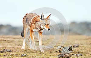 Rare and endangered Ethiopian wolf in the highlands of Bale mountains, Ethiopia