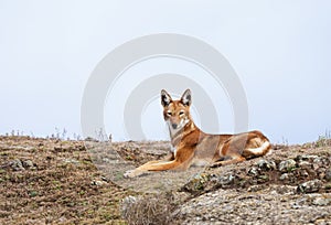Rare and endangered Ethiopian wolf lying in Bale mountains, Ethiopia photo