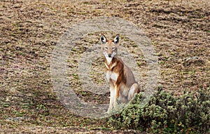 Rare and endangered Ethiopian wolf sitting in Bale mountains, Ethiopia photo