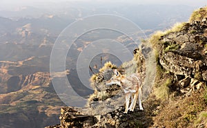 Rare and endangered Ethiopian wolf standing in the highlands of Bale mountains photo