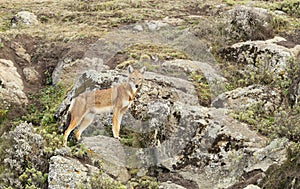 Rare and endangered Ethiopian wolf standing on rocks