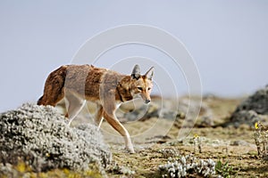 Rare and endangered Ethiopian wolf walking in Bale mountains, Ethiopia
