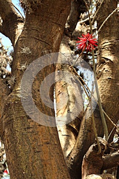 Mexican tree Erythrina herbacea (Colorin). photo