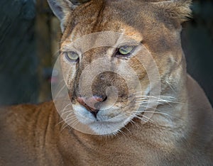 Rare, endangered, Florida panther in profile