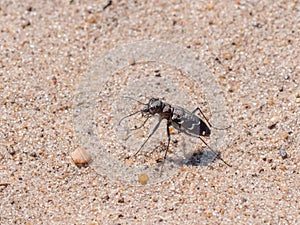 Rare endangered scarce Heath Tiger Beetle