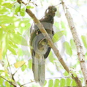 Rare, endemic black parrot