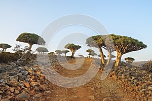 Rare endemic dragon trees , bottle trees