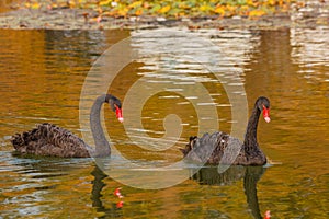 A rare exemplary of black swan exsisting in Italy