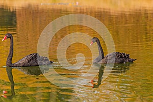 A rare exemplary of black swan exsisting in Italy