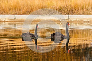 A rare exemplary of black swan exsisting in Italy