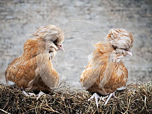 Rare exotic hens with large plumes on their heads