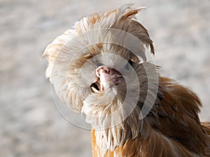 Rare exotic hens with large plumes on their heads