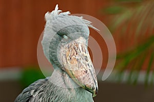 The rare and exotic large bird Shoebill Balaeniceps rex also known as whalehead, whale-headed stork, or shoe-billed stork