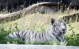 A rare extinct animal white tigress name "Diya" sitting on ground taking rest in a zoo near Chandigarh.