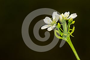 Rare flower of carnivorous plant (Dionaea muscipula) in macro and selective focus. Isolated on black background