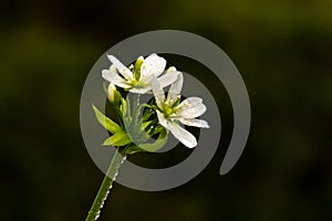 Rare flower of carnivorous plant (Dionaea muscipula) in macro and selective focus. Isolated on black background