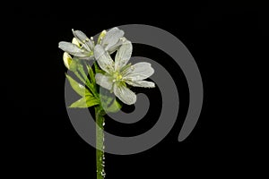 Rare flower of carnivorous plant (Dionaea muscipula) in macro and selective focus. Isolated on black background