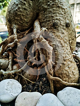 rare forest tree roots in Indonesia's tropical climate suitable for home decoration