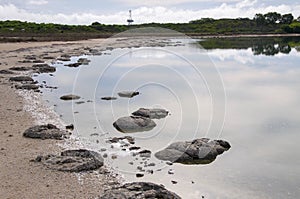 Rare Fossils: Stromatolites