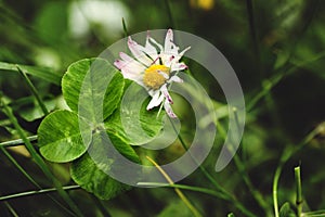 Rare four-leaf-clover with daisy blossom on bright green dreamy meadow