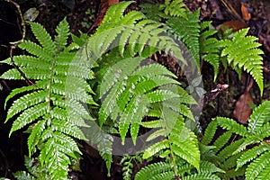 Rare plant leaf in forest