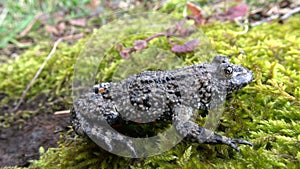 Rare frog European Fire-bellied Toad (Bombina bombina) going to spawn