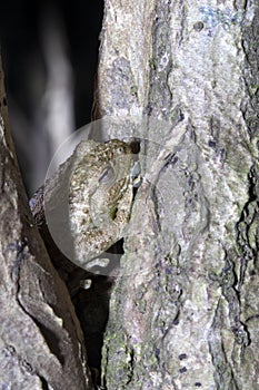 Rare frog Mantidactylus Paulian, hiding in a tree, Nosy Mangabe, Madagascar
