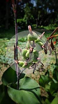 Rare fruits in the world