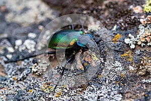 Rare Galosoma sycophanta bettle on moss covered stone close up