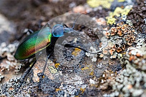 Rare Galosoma sycophanta bettle on moss covered stone close up