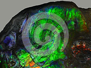 Rare Gemstone Ammolite, Fossil Ammonite, Canada