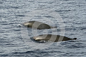 Rare Goose Beaked whale dolphin Ziphius cavirostris