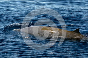 Rare Goose Beaked whale dolphin Ziphius cavirostris