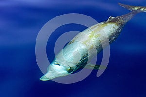 Rare Goose Beaked whale dolphin Ziphius cavirostris underwater