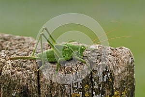 A rare Great Green Bush-cricket, Tettigonia viridissima, resting on a dead tree stump in a meadow.