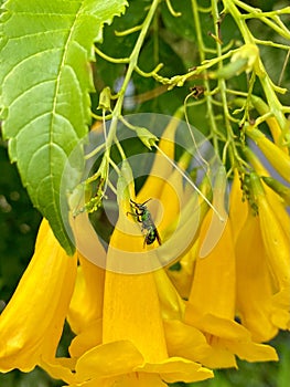 Rare green augochlora bee in a yellow flower