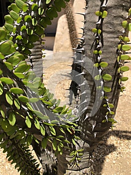 Rare Green Cactus Succulent Spiky Plant with Thorns