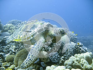 Rare green sea turtle