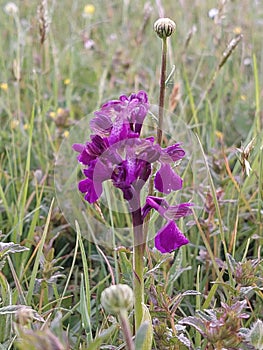 A rare greenwinged orchid or orchid morio