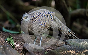 Rare Grey Peacock-Pheasant(Polyplectron bicalcaratum)