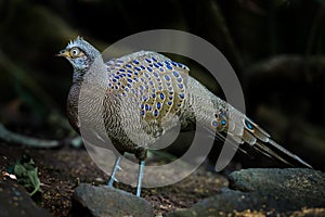 Rare Grey Peacock-Pheasant(Polyplectron bicalcaratum)