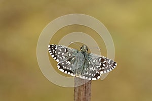 A rare Grizzled Skipper Butterfly Pyrgus malvae perched on a stick with its wings open.