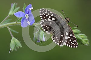 A rare Grizzled Skipper Butterfly (Pyrgus malvae) perched on the Common Field-speedwell (Veronica persica,). photo
