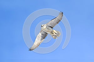 Rare (Gyrfalcon Falco rusticolus)