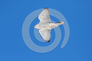 Rare (Gyrfalcon Falco rusticolus)