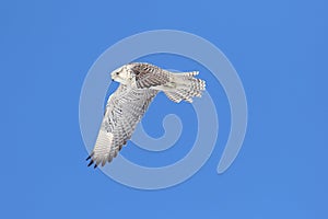 Rare (Gyrfalcon Falco rusticolus)