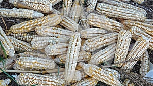 Rare Heirloom White Dent Corn