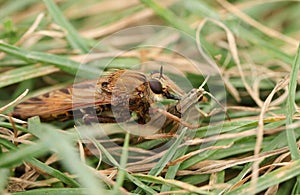 A rare Hornet Robberfly, Asilus crabroniformis, feeding on its prey a Lesser Marsh Grasshopper, Chorthippus albomarginatus .