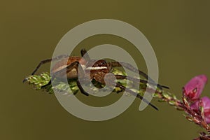 A rare hunting juvenile Raft Spider, Dolomedes fimbriatus, on a heather plant growing at the edge of a bog.