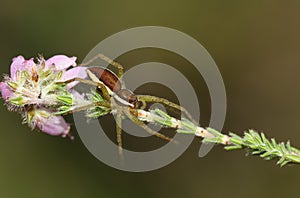 A rare hunting juvenile Raft Spider, Dolomedes fimbriatus, on a heather plant growing at the edge of a bog.